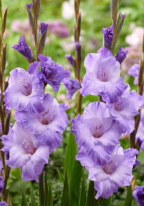 Гладиолус Милка/10шт купить