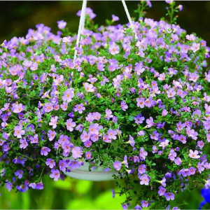 Бакопа Блютопия (розово-сиреневая) 1шт/24 купить