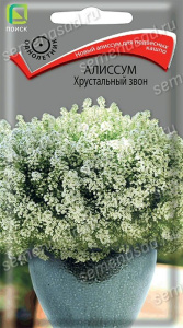 Алиссум Хрустальный звон купить