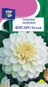 Георгина Фигаро Белая  купить