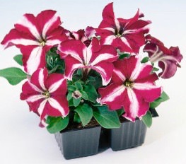 Петуния крупноцв. Танго Бургунди Стар (бургунди со звездой) П371/54шт купить