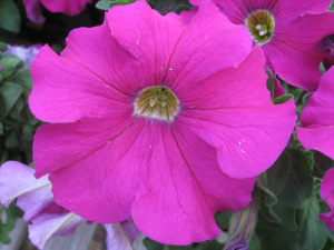 Петуния крупноцв. Дримс Неон Роуз (темно-розовая) П322/54шт купить