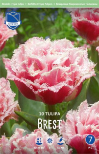 Тюльпан Брест  /махровый) /10шт купить