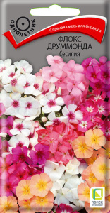 Флокс Сесилия друммонда купить