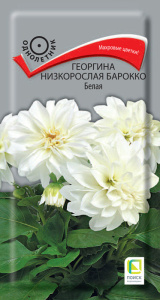 Георгина низкорослая Барокко Белая купить