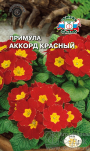 Примула Аккорд красный бесстебельная купить