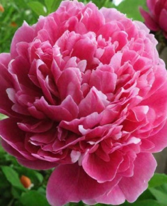 Пион Ред Бернар /1шт купить