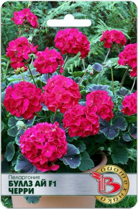 Пеларгония садовая Буллз Ай F1 Черри купить