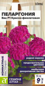 Пеларгония зональная Ева F1 красно-фиолетовая купить