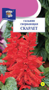 Сальвия Скарлет  купить