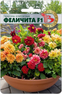 Георгины компактные Феличита F1 купить