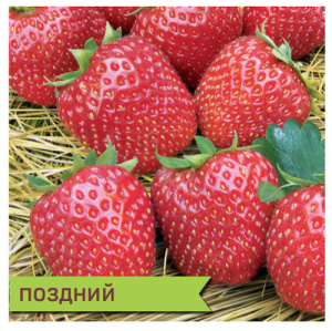Земляника Мальвина поздний купить