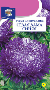 Астра Седая Дама Синяя купить
