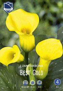 Калла syn.Zantedeschia Best Gold /1шт купить