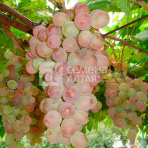 Виноград Фламинго купить