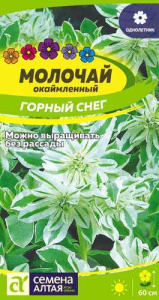 Молочай Горный снег окаймленный купить