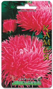 Астра Дракон Камея 70 шт купить