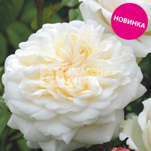 Роза Вайт Рэббит купить