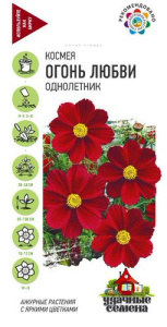 Космея Огонь любви  купить