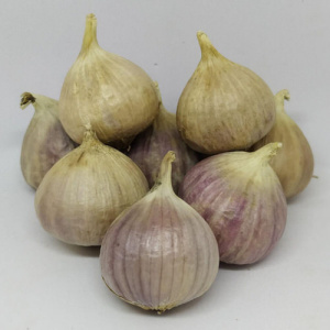 Чеснок ЛЮБАША озимый 1кг купить