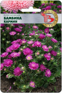 Астра Бамбина Кармин  купить