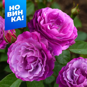 Роза Блю Эден купить