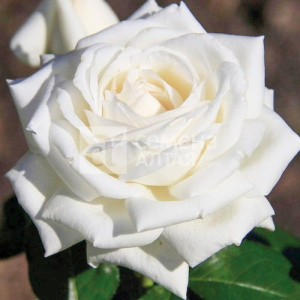 Роза Ломоносов купить