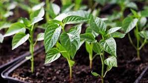 Перец  Аннушка рассада 1 шт купить