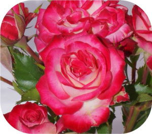 Роза Крейзи Вумен купить