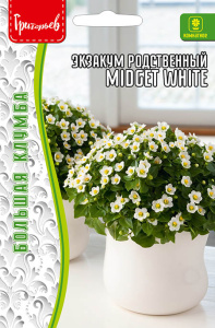 Экзакум Миджет Белый ( Midget White) родственный купить