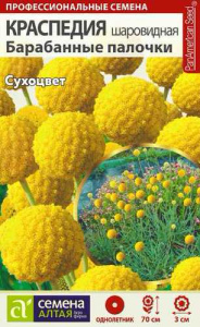 Краспедия Барабанные палочки шаровидная  купить