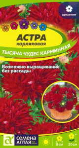 Астра Тысяча чудес Карминная карликовая купить