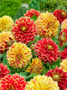 Георгина CARNIVAL (1х2шт) купить