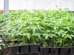 Томат Де Барао розовый рассада 1шт /24 купить