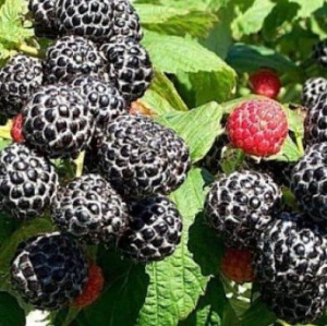 Малина Кумберленд (черная)/1 купить