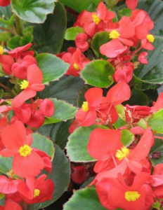 Бегония изящная Амбассадор Скарлет (краснаяя, зеленый лист) 1шт Б255/54 купить