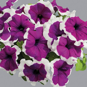 Петуния крупноцв. Лимбо GP Вайолет Пикоти (роз.фиол.с каймой) 1шт П400/54 купить