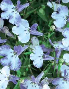 Лобелия компактная Ривьера Блю Сплаш (белая с синими штрихами) 1шт Л327/54 купить