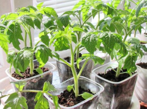 Томат Клуша золотая  рассада 1шт  купить