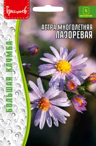 Астра Лазоревая многолетняя купить