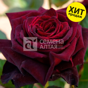 Роза Блек Баккара