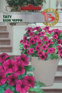 Катарантус розовый (Винка) Тату Блэк Черри  купить