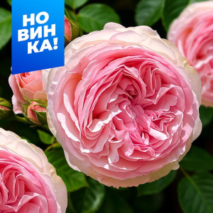 Роза Пьер де Ронсар купить