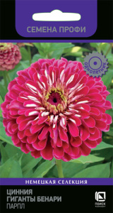 Цинния Гиганты Бенари  Парпл купить