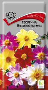 Георгина Пикколо мигнон микс купить