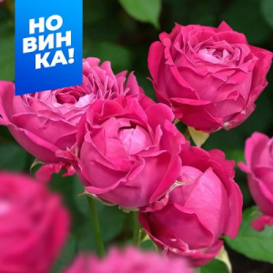 Роза Рич Бабблз купить