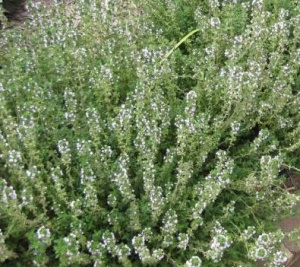 Тимьян овощной 1шт/10 купить