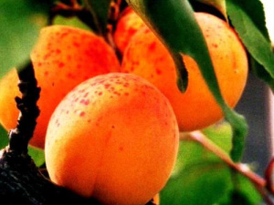 Абрикос Царский/С купить