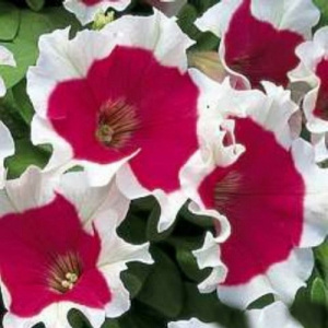 Петуния крупноцв. Халахуп Роуз (розовая с каймой) 1шт П372/54 купить