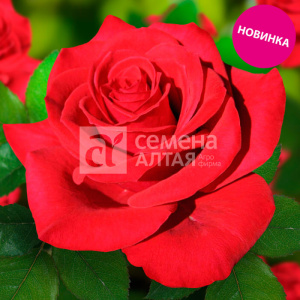 Роза Самурай купить